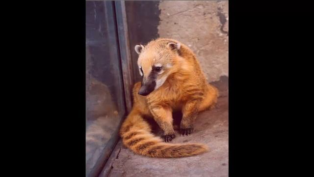 НОСУХИ часть 3 смотреть онлайн