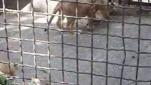 Львята смотреть онлайн