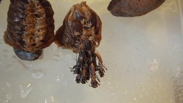 Deroplatys desiccata hatch смотреть онлайн