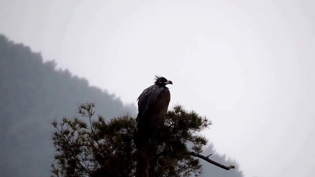 עזניה שחורה בגשם Black Vulture смотреть онлайн