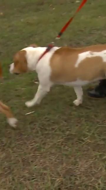 НИКОГДА НЕ ЗАВОДИ СТАФФА и вот почему #всепрособак #собака #амстафф #стафф смотреть онлайн