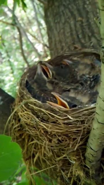 Птенцы дрозда в гнезде. Покрываются пером. Продолжаем следить. смотреть онлайн