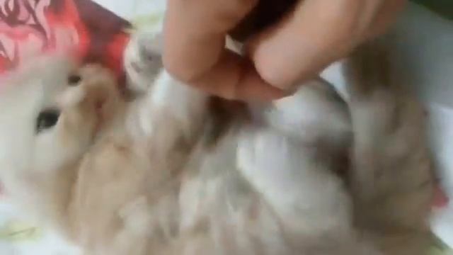 Смешные кошки 2015 Беззаботная кошачья жизнь смотреть онлайн