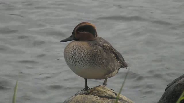 Чирок-свистунок смотреть онлайн