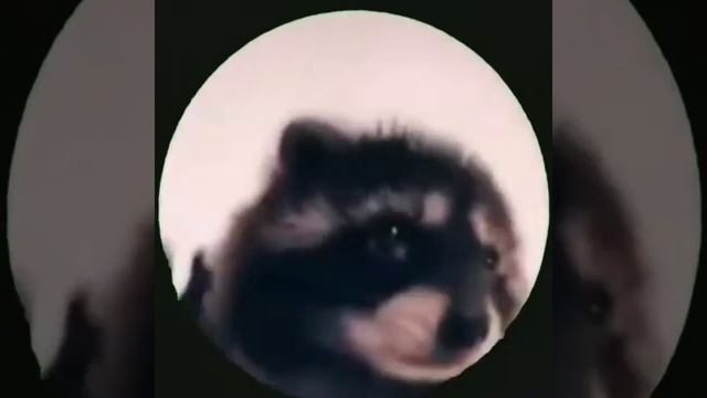 енот танцует под педро педро смотреть онлайн