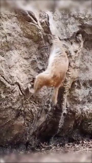 Monkey Animals SOO Cute! AWW Cute baby animals Videos Compilation CUTEST moment of the animals #927 смотреть онлайн