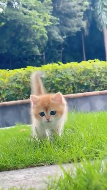 billi ki dukh bhari kahani😸🐈🐈 #cat #funny #cute #cute cat #trending #shorts😸🐈🐈 смотреть онлайн