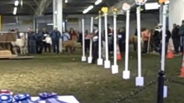 Suri Alpaca Obstacle Course смотреть онлайн