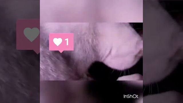 Машины!!! - 2 смотреть онлайн