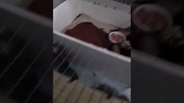 Хорьки малыши смотреть онлайн