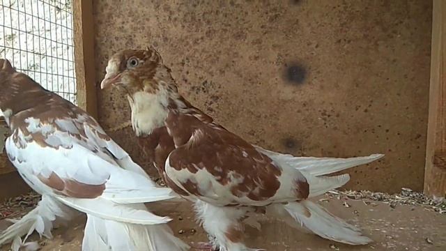 Kabutarlar Sotiladi +99899 893 9620 Andijanskiy Kabutar Havasga Boqiladi Kabootar июля 2021 г.