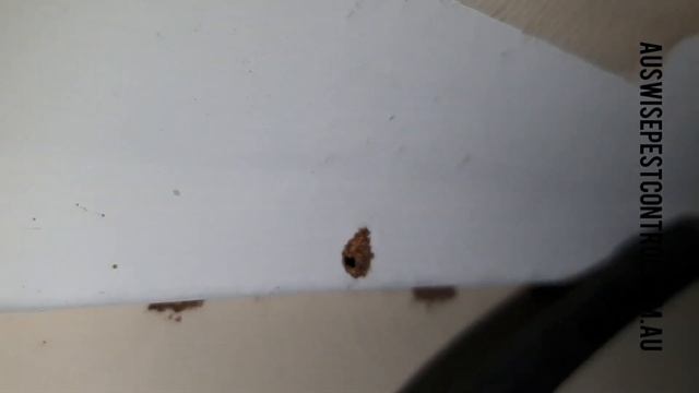 Coptotermes attack dusting treatment смотреть онлайн