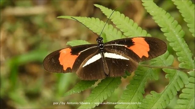 Heliconius erato phyllis Puerto Iguazu AR 15 4 2018 Antonio Silveira смотреть онлайн