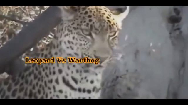 Animal Fight | Gorilla | Tiger | Lion | Chimpanzee смотреть онлайн