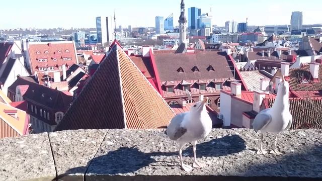 Голодные Таллинские чайки! смотреть онлайн