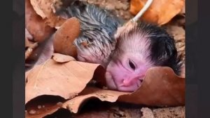 Сухая листва смягчила падение