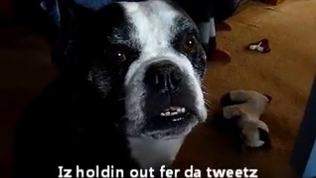 pwesent.wmv смотреть онлайн