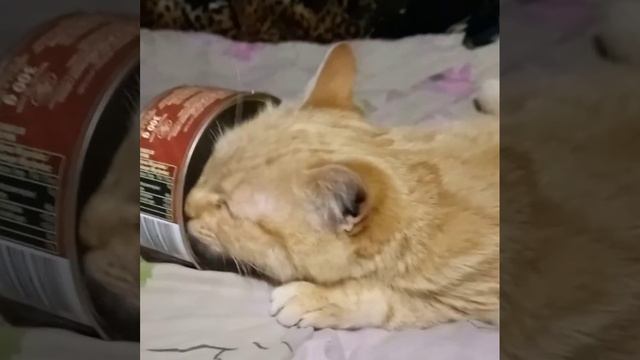 КОТ проснулся от запаха смотреть онлайн