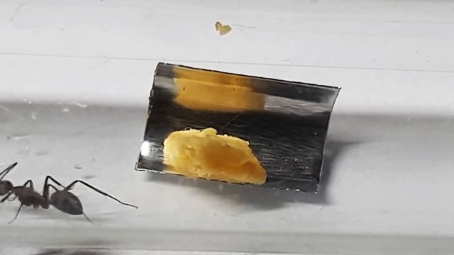 🐜 Camponotus nicobarensis - Gotowane żółtko jajka kurzego [Tydzień14] смотреть онлайн