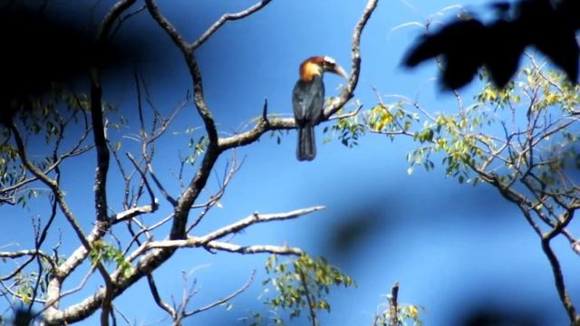 Burung Julang Sumba di Hutan Billa смотреть онлайн