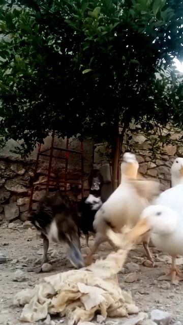 The beautiful moment of ducklings🦆 eating🏵 #shorts смотреть онлайн