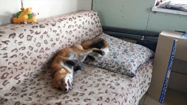 ЛИСА УГОРАЕТ смотреть онлайн