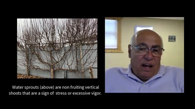 How To Espalier Fruit Trees: Rootstock Selection, Scions & Pruning 🍎 🍐 🍒