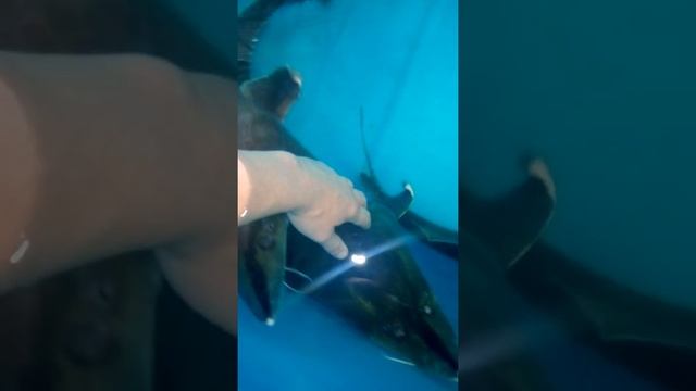 Разведение Осетра смотреть онлайн