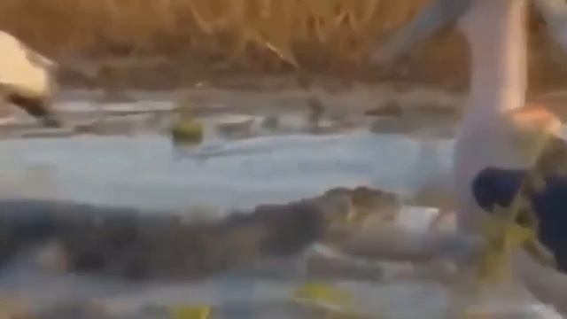 OMG: Poor Baboon Can't Escape Lion King's Jaws | Animals Attack For Survival смотреть онлайн