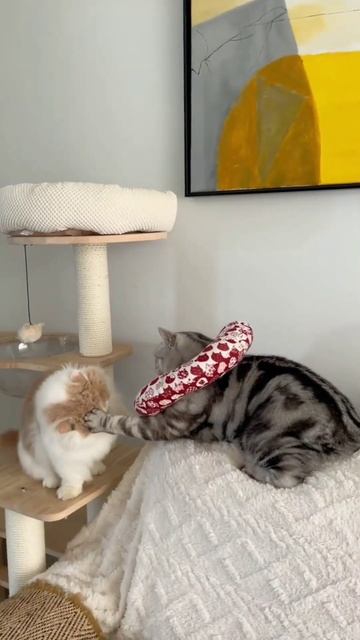 #viral #shortsfeed #shorts #short #viralshorts #cat смотреть онлайн