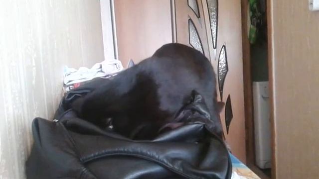 Кошка, которая очень любит конфеты))^^ смотреть онлайн