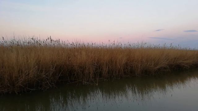 Καλαμοτριλιστής (Locustella luscinioides) смотреть онлайн