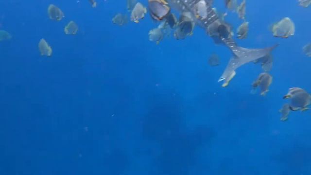 Oslob, Whale Shark Watching смотреть онлайн