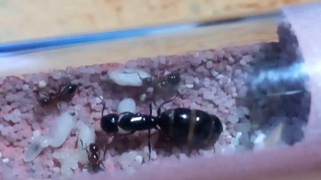 Camponotus lateralis - Suivi du couvain - смотреть онлайн