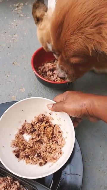 Beans with Rice and Chicken flavor dog food. #Shorts смотреть онлайн