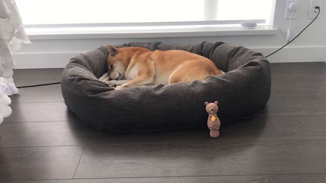 5 minutes of soothing Shiba sleeping TV for dogs and humans 😴 смотреть онлайн