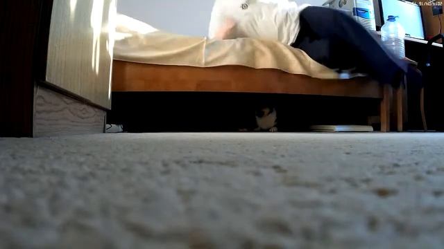 Тося носится с тапком! :) смотреть онлайн