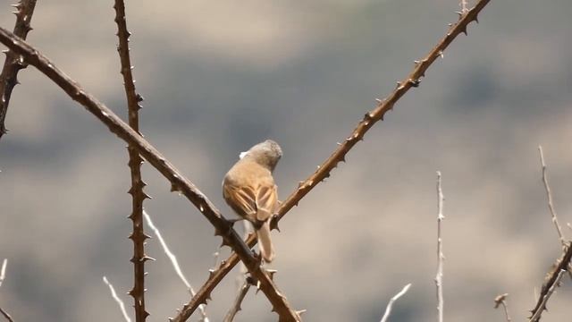 Curruca zarcera, Sylvia communis, Common whitethroat смотреть онлайн