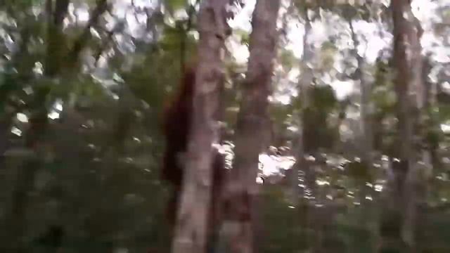 OMG! Monkey Punished Cobra When Deliberately Spraying Venom Into Mongoose - King Cobra vs Mongoose смотреть онлайн