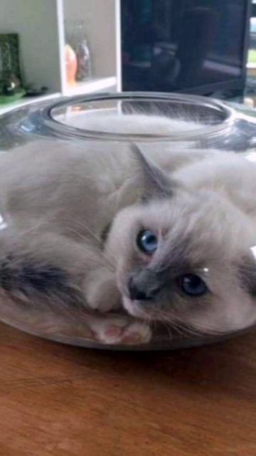 Кошки это жидкость смотреть онлайн