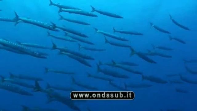 Barracuda all'Isola d'Elba смотреть онлайн