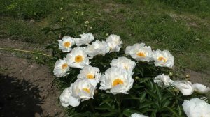 Пион Crinkled Linens