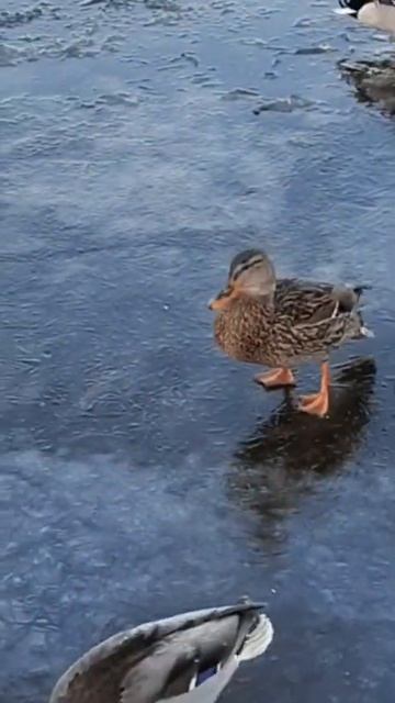 Утка забавно скользит по льду) 😂👌 смотреть онлайн