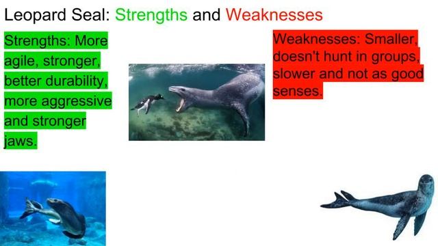 Bottlenose Dolphin vs Leopard Seal 2018 смотреть онлайн