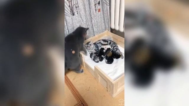 Смогут ли Подружить Кот 🐈 и Собака🐕 ? Лучшие Моменты Смотрите в Видео 🎬 смотреть онлайн