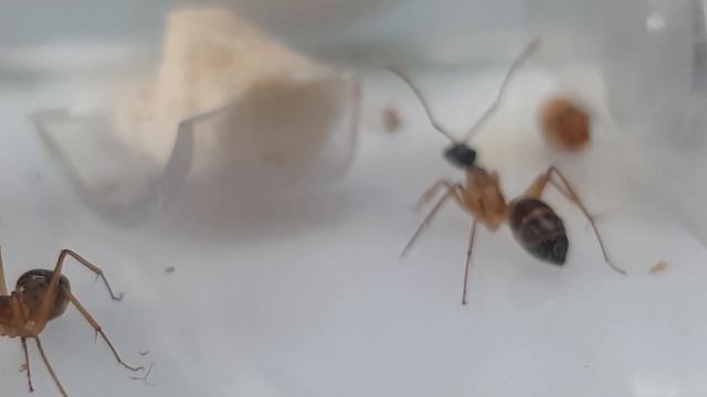 Camponotus consobrinus : encore ?! смотреть онлайн