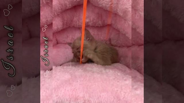 Бурманский котёнок Israel. Питомник бурманских кошек Freya Way смотреть онлайн