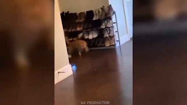 Funny Dogs And Cats Videos 2024 😅 - Best Funniest Animal Videos Of The Month 🥰👌 Part 46 смотреть онлайн