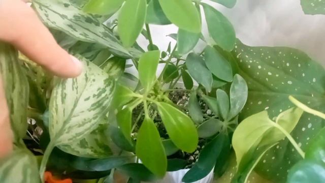 Огляд рослин🌿, невеликої частини, які переїхали в квартиру 🌺🍃 смотреть онлайн