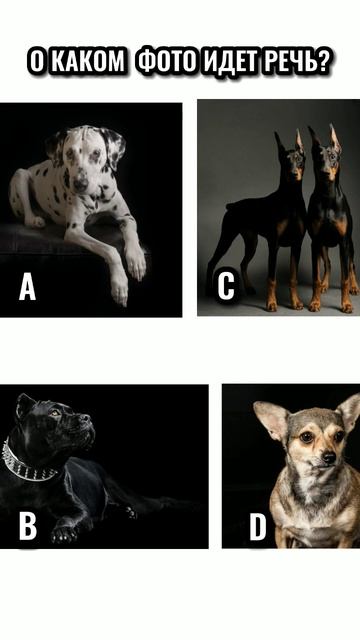 О КАКОМ ФОТО Я ГОВОРЮ? ТЕСТ НА АНГЛИЙСКИЙ #shorts смотреть онлайн